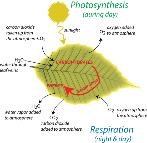 biochimica fotosintesi
