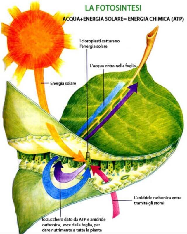 biochimica fotosintesi piante