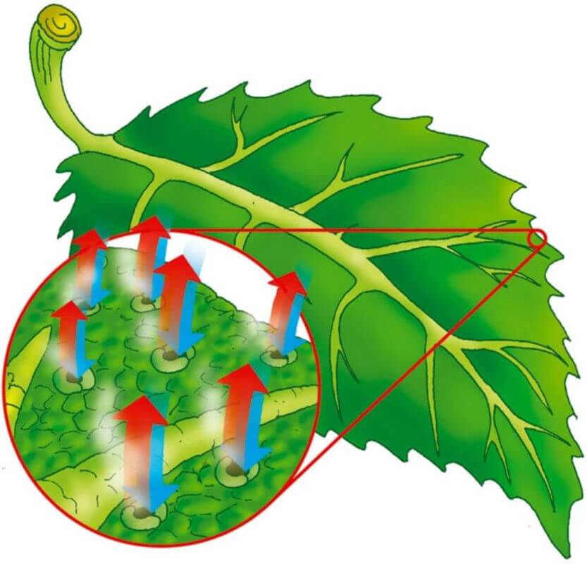 biochimica respirazione